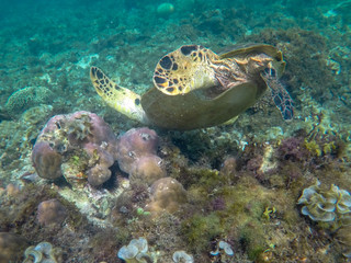 Obraz na płótnie Canvas Sea turtle dive to corals. Exotic marine turtle underwater photo. Oceanic animal in wild nature. Summer vacation