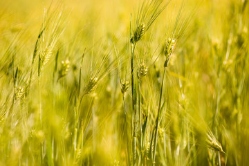 Yellow field of spikelets in summer. Yellow ears of wheat on field