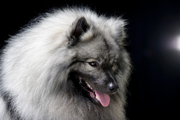 Portrait of an adorable wolf spitz