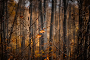 autumn in the forest