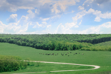 Fototapeta na wymiar a herd of cows on a green field and road