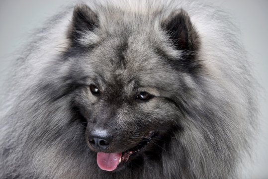 Portrait of an adorable wolf spitz