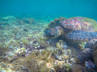 Naklejka na ściany i meble Sea turtle eats seaweed. Exotic marine turtle on sea bottom photo. Oceanic animal in wild nature