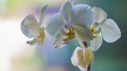 Fototapeta na wymiar Weiße Orchidee mit Blüten