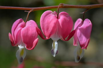 close-up of bleeding hearts flower