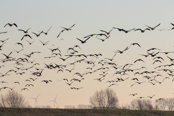 Graugänse am Niederrhein