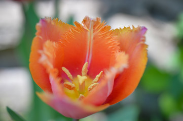amazing tulip with jagged petals