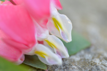 close-up of bleeding hearts flower