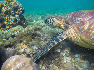 Sea turtle in corals closeup. Exotic marine turtle undersea photo. Oceanic animal in wild nature.