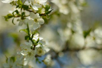 Close-up shot of Apple blossom flowers in spring, blooming on young tree branch