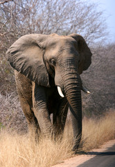 Fototapeta na wymiar Bull elephant emerging from the bush to cross road