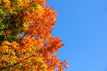 Autumn Tree