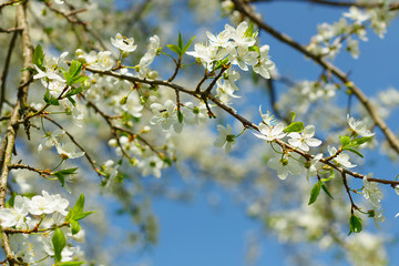 Apple blossom flowers in spring, blooming on young tree branch, isolated over blurred blue clear sky