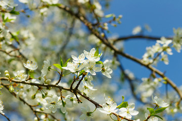Apple blossom flowers in spring, blooming on young tree branch, isolated over blurred blue clear sky