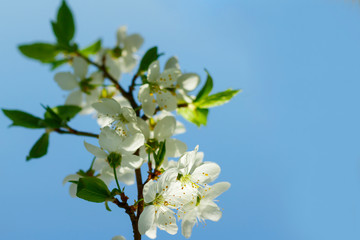 Close-up shot of Apple blossom flowers in spring, blooming on young tree branch, isolated over blurred blue clear sky