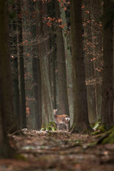 sika deer, cervus nippon, Czech republic