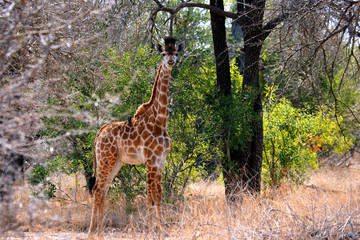 Giraffe standing still next to tree and watching