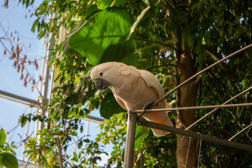 White parrot in the middle of the trees