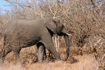 Elephant walking through the African bush