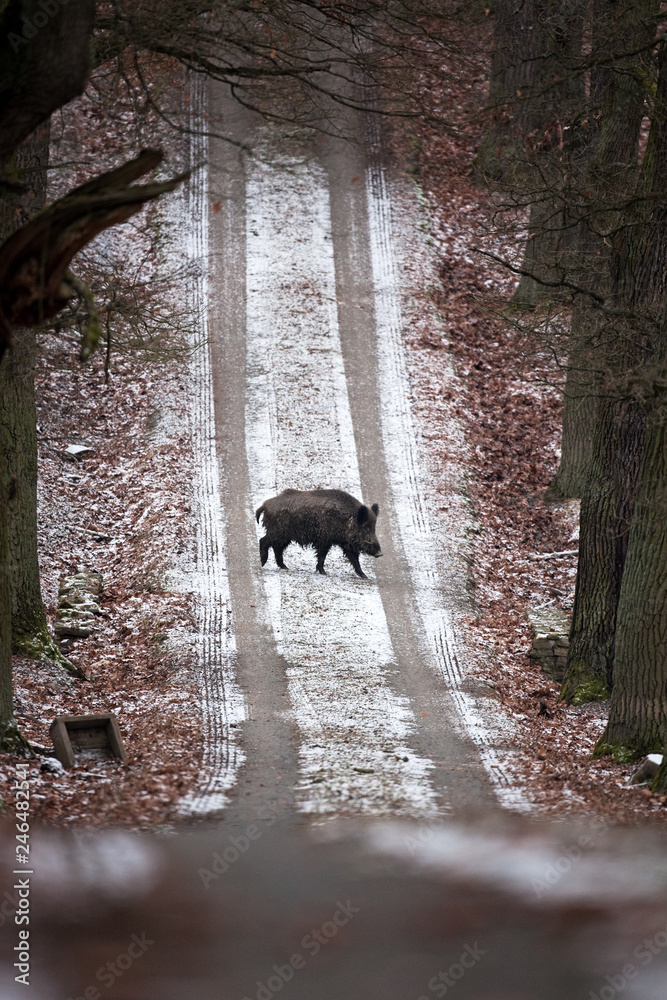 Wall mural wild boar, sus scrofa, czech republic