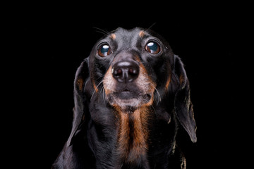 Portrait of an adorable short hair black and tan dachshund