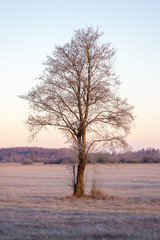 Lonely tree in the sunlight during the sunrise