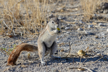 South African ground squirrel Xerus inauris sitting