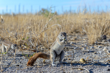 South African ground squirrel Xerus inauris sitting