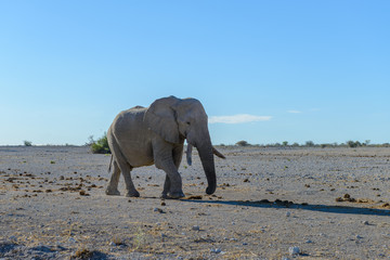 Wild elephant walking in the African savanna