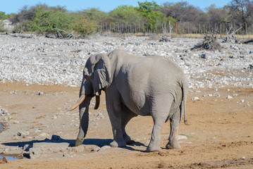 Wild african elephant walking in the savanna