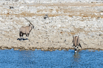 Wild oryx antelope in the African savannah