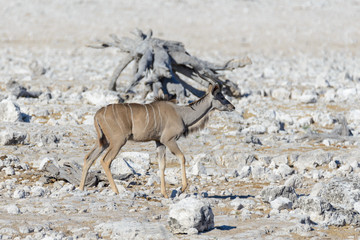Wild kudu antelopes in the African savanna