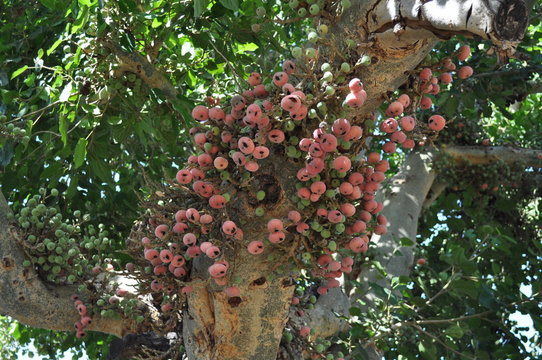The beautiful Ficus Sycomorus in farmland