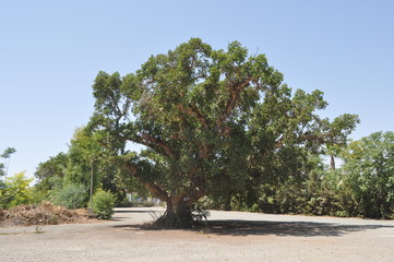 The beautiful Ficus Sycomorus in farmland © Maristos