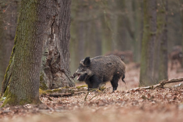 wild boar, sus scrofa, Czech republic