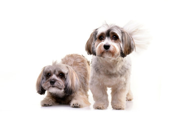 Studio shot of two adorable Havanese dog