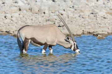 Wild oryx antelope in the African savannah