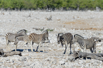 Plakat Wild zebras walking in the African savanna