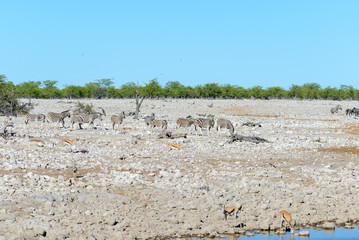 Wild zebras walking in the African savanna