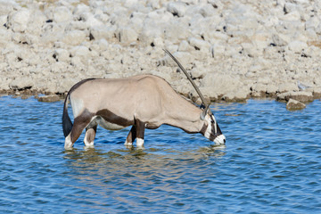Fototapeta premium Wild oryx antelope in the African savannah