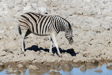 Wild african animals -gnu, kudu, orix, springbok, zebras drinking water in waterhole
