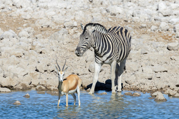 Plakat Wild african animals -gnu, kudu, orix, springbok, zebras drinking water in waterhole