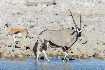 Wild oryx antelope in the African savannah
