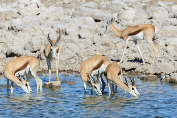 Wild springbok antelopes in the African savanna