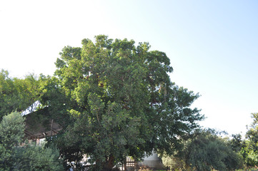 Fototapeta premium The beautiful Ficus Sycomorus in farmland