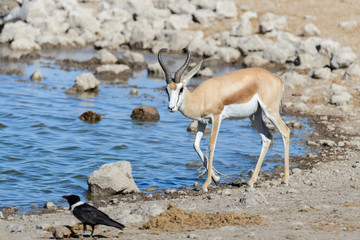 Wild springbok antelopes in the African savanna