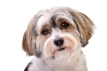 Portrait of an adorable Havanese dog
