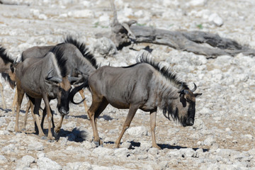 Wild gnu antelope in in African national park