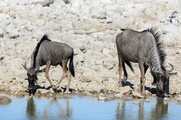 Fototapeta premium Wild gnu antelope in in African national park