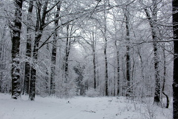 Naklejka premium Winterwald